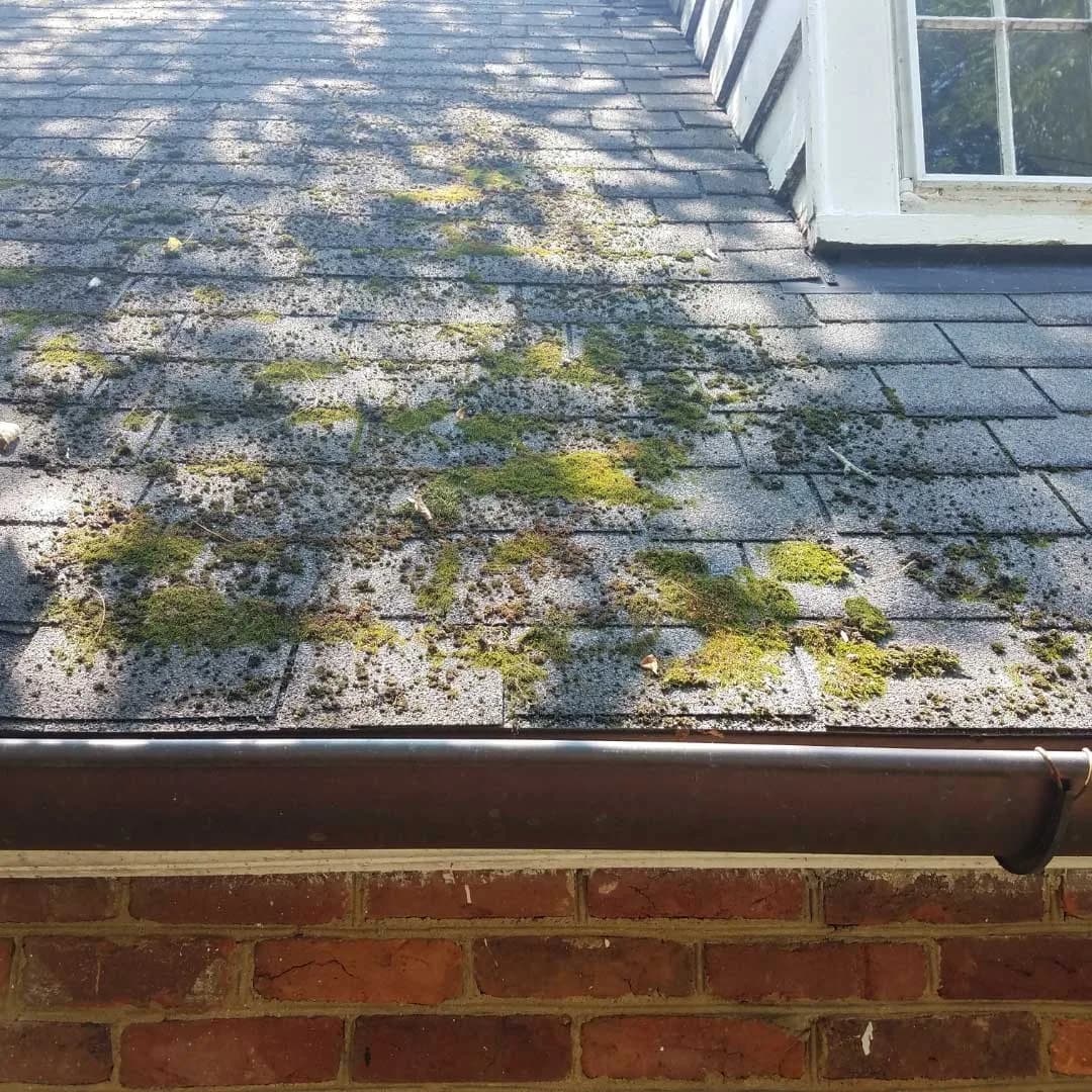 Moss growing on an asphalt shingle roof